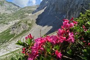 33 Rododendro irsuto (Rhododendron hirsutum) con vista sui ghiaioni del Mandrone